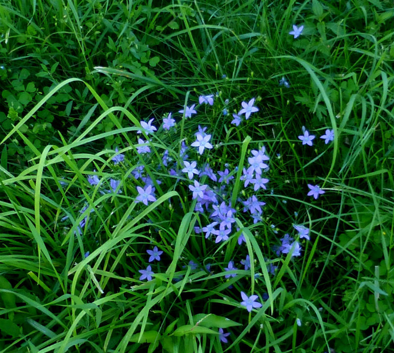 Campanula patula cfr. (Romania)